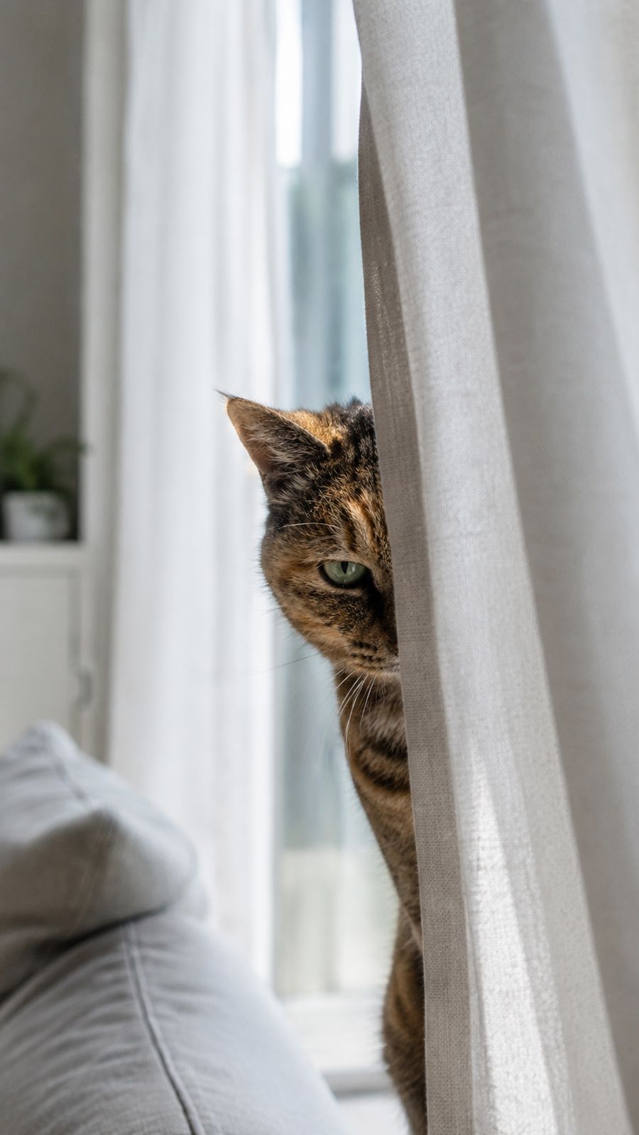 カーテンの陰からのぞく猫